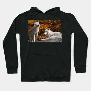 Timber Wolves Hoodie